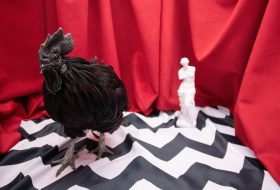 A black rooster with a black comb and wattle stands on a black and white chevron-patterned fabric. Behind it, a small white armless and headless classical statue resembling the Venus de Milo stands on the same patterned fabric. The background consists of draped red fabric with visible folds.