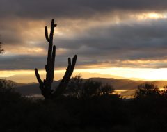 This image captures a dramatic desert sunset scene in what appears to be the American Southwest. The silhouette of a large saguaro cactus dominates the left side of the frame, its distinctive tall columnar trunk and upward-reaching arms creating a classic southwestern icon against the moody sky. The sky is filled with layered gray and dark clouds that allow golden sunlight to break through in horizontal bands, creating a striking contrast between the dark storm clouds and the warm, luminous light. Mountains can be seen in the distance as silhouetted ridges along the horizon. The foreground is filled with typical Sonoran Desert vegetation, including various shrubs and smaller desert plants, all rendered in dark silhouette. On the far right edge of the image, there appears to be a small structure or water tower visible on the horizon. The overall mood is dramatic and atmospheric, with the interplay of storm clouds and golden light creating a quintessential southwestern landscape scene during what appears to be either sunrise or sunset.