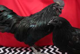 Two black chickens, likely Ayam Cemani breed with iridescent greenish-black feathers, stand on a black-and-white zigzag patterned surface against a vibrant red backdrop. The larger rooster on the left has a prominent comb and appears alert, while the smaller hen on the right looks forward calmly.
