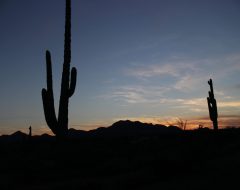 The image depicts a desert landscape at sunset or dusk, with the foreground and midground entirely silhouetted against a colorful sky. A tall Saguaro cactus with two main arms dominates the left side, while another smaller Saguaro with a single arm is visible further right. A dark, undulating mountain range stretches across the horizon, topped by a few wispy clouds. The sky transitions from a deep indigo blue at the top to lighter blues, pale pinks, and warm oranges near the horizon. Sparse, dark shrubbery is also silhouetted in the middle ground.