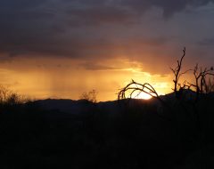 This image captures a dramatic sunset or sunrise scene in what appears to be a desert or arid landscape. The sky is filled with moody storm clouds in shades of dark gray and purple, with brilliant golden-orange light breaking through where the sun sits low on the horizon behind distant mountains. The foreground is silhouetted in dark shadows, featuring bare, leafless trees and desert vegetation with twisted, gnarled branches creating stark silhouettes against the luminous sky. The contrast between the dark foreground elements and the bright, warm-colored sky creates a striking and atmospheric composition typical of southwestern American desert landscapes.