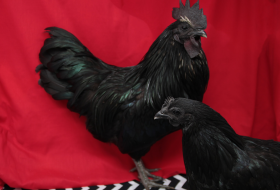 This image shows two black chickens against a bright red backdrop. The larger bird appears to be a rooster with a prominent black comb and wattles, displaying the characteristic upright posture and flowing tail feathers with an iridescent green sheen. Below and to the right is a smaller black hen. Both birds have dark, glossy plumage. They are positioned on what appears to be a black and white chevron-patterned surface or fabric. The dramatic red background creates a striking contrast with the dark-feathered birds.