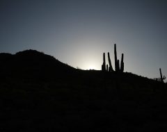 A wide shot of a desert landscape at sunrise or sunset, featuring a dark, silhouetted hill range across the middle ground. The sky above transitions from a dark blue-grey to a bright, pale glow in the center-right, indicating the sun's position behind the hill. A cluster of several tall, dark saguaro cacti stands prominently silhouetted against the bright sky on the right side of the hill, with other smaller desert plants visible along the ridge.