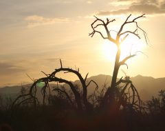 A desert landscape at sunset or sunrise, featuring a bright, backlighting sun positioned slightly right of center. Silhouetted against the glowing sky are bare, gnarled trees and dense bushes in the foreground, with one prominent tree directly in front of the sun. Hazy, layered mountain ranges are visible in the midground and background, all under a warm, gradient sky of orange, yellow, and light grey with scattered clouds.