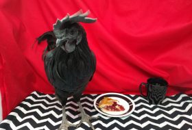 Rooster in the red room