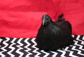 A black-feathered chicken sits calmly on a black and white zigzag-patterned fabric, facing forward with a curious expression, against a solid red background.