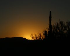 A desert landscape is silhouetted against a vibrant sunset or sunrise. The sky transitions from dark grey-blue at the top to a bright golden-orange towards the horizon. Silhouetted mountains or hills are visible on the left and center, behind a line of desert vegetation. A tall saguaro cactus stands prominently on the right, its dark form extending upwards, flanked by numerous silhouetted shrubs and trees with spindly branches across the foreground and midground.