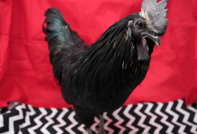 A black rooster with a dark grey comb and wattle stands against a vibrant red backdrop. Its feathers are mostly black with subtle iridescent highlights and occasional pale flecks. The bottom portion of the scene features a black and white zigzag pattern.