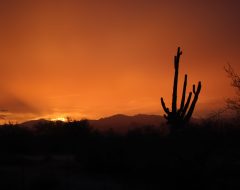 A dramatic desert sunset features a vibrant orange and red sky, with the sun's bright glow and crepuscular rays visible on the left horizon. Silhouetted mountains stretch across the midground, backed by dark clouds. The foreground is a dense, dark silhouette of desert vegetation, prominently featuring a tall saguaro cactus on the right and bare-branched shrubs on the left.