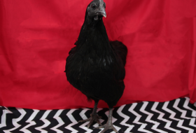 This image shows a black chicken or hen standing against a bright red backdrop. The bird has dark feathers covering its body, a grayish comb on its head, and typical chicken features including a beak and visible eye. Below the chicken is a black and white chevron or zigzag patterned surface that it's standing on. The contrasting colors - the red background, black bird, and black-and-white geometric pattern - create a striking visual composition that appears to be a styled photograph, possibly for artistic or promotional purposes.