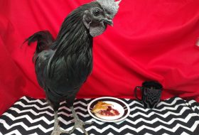 Rooster in the red room